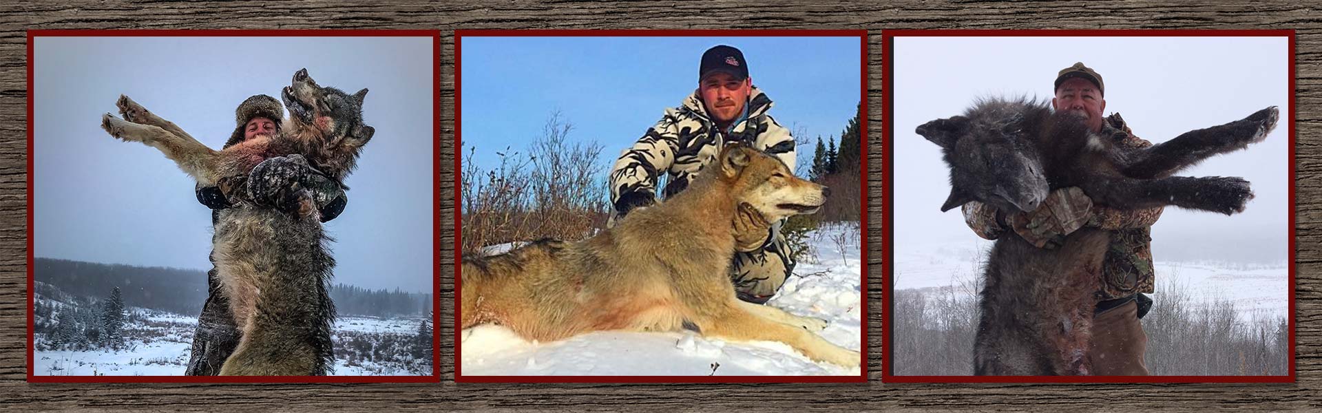 Alberta Wolf & Coyote Hunts Alberta Wolf & Coyote Hunts